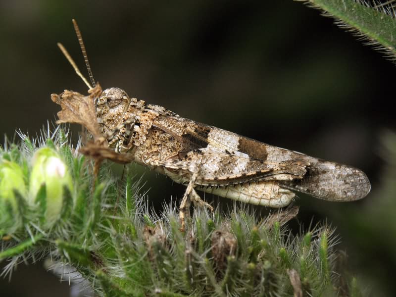 Oedipoda caerulescens (Linnaeus, 1758)